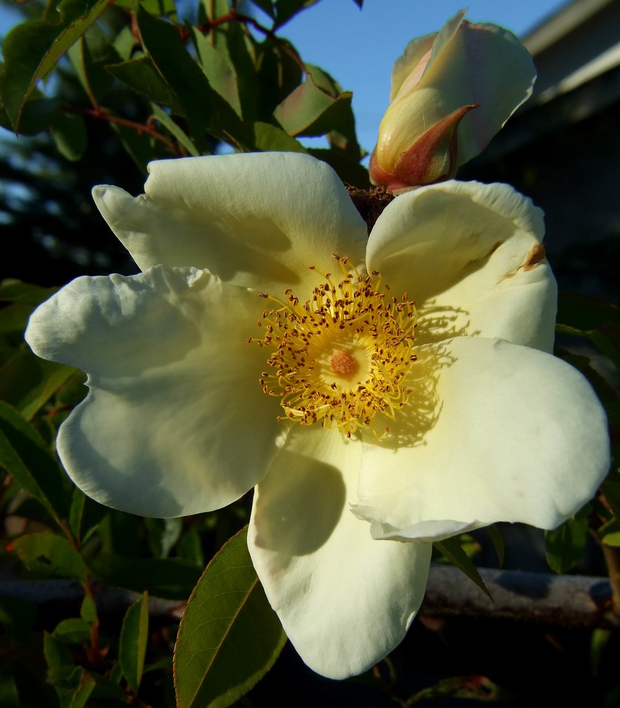 Ivory rose Garden flower, Rockland, Victoria BC Lotus Johnson Flickr