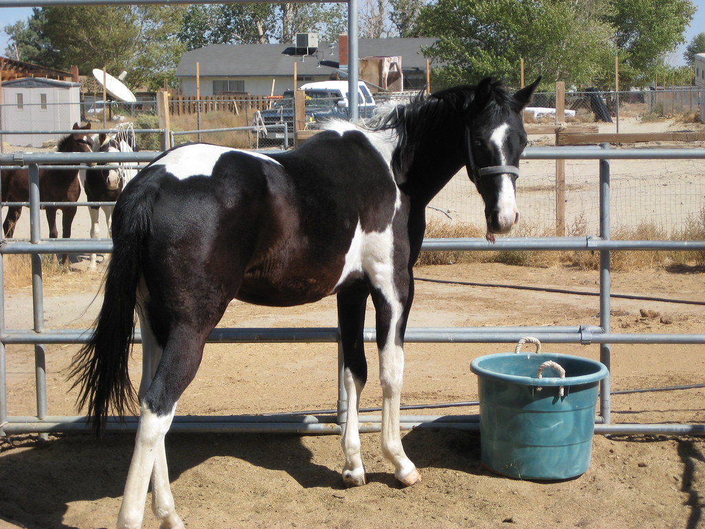 sale horses 006 Reg. APHA yearling paint stud colt 1500 Art