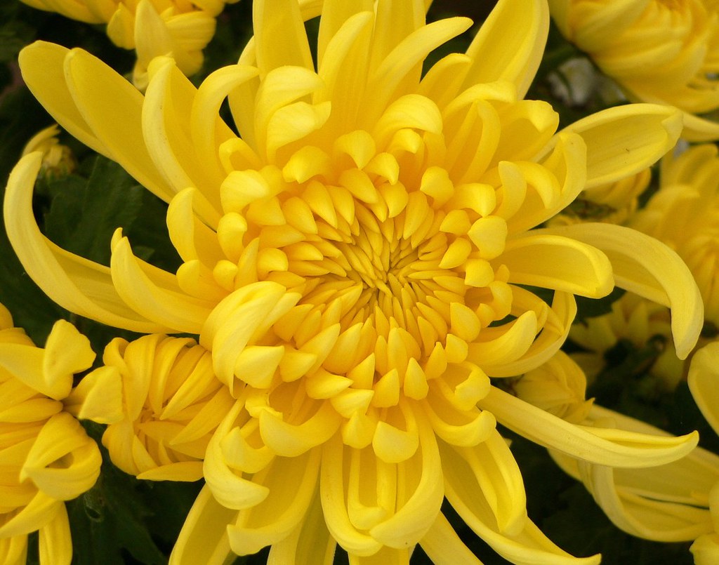 Yellow Chrysanthemums Chrysanthemums, often called 'mums',… Flickr