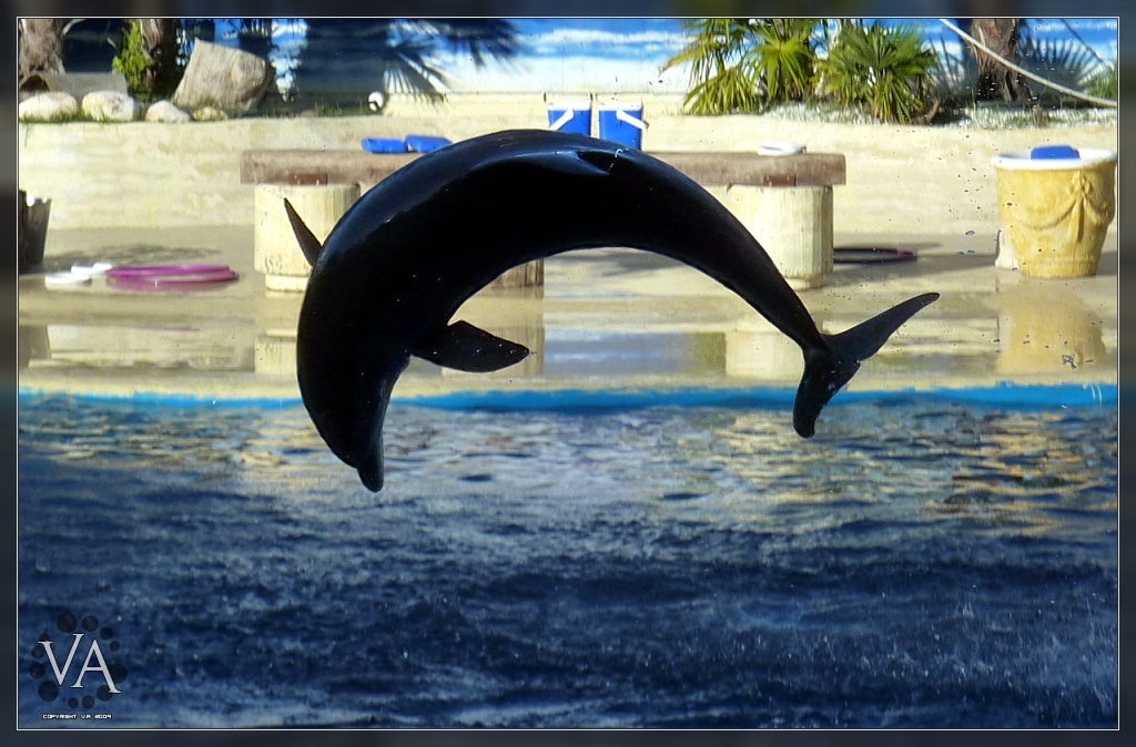 Backlight crescent moon dolphin jump / Delfin saltando a contraluz en