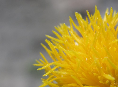 [croped] Kembang daun dewa Crop wonguedantenan Flickr