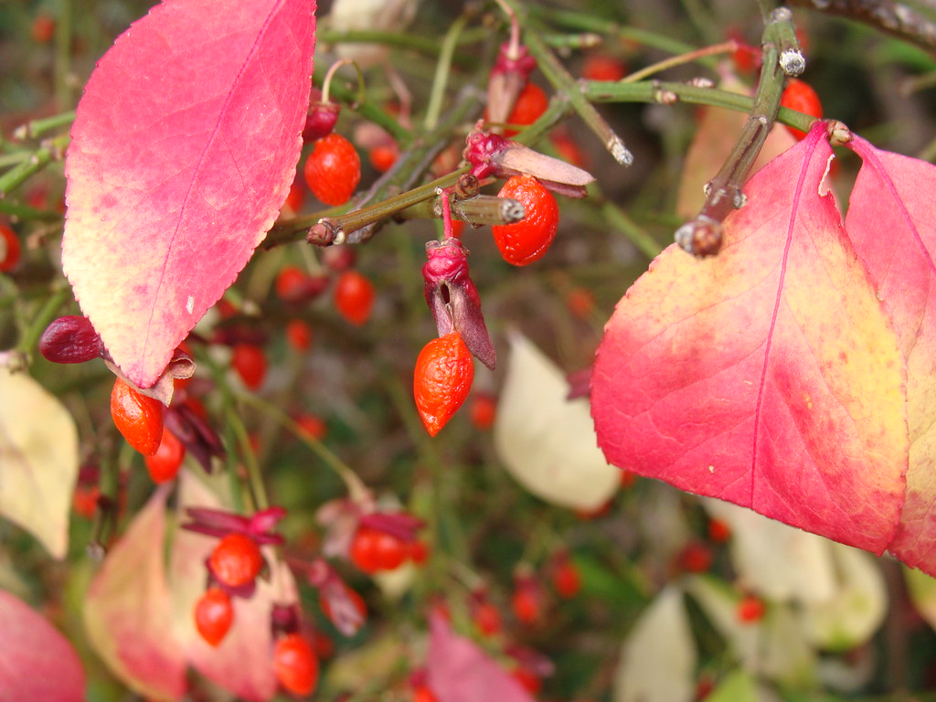 Burning bush leaves and fruit, unretouched, in front of Un… Flickr