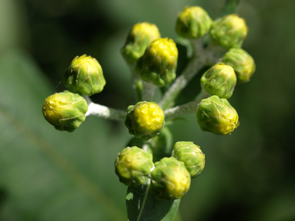 Winter Flowers Adelaide Botanic Gardens Sue Flickr