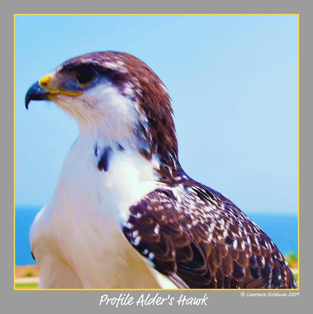 Profile Alder's Hawk © Lawrence Goldman 2009, All Rights R… Flickr