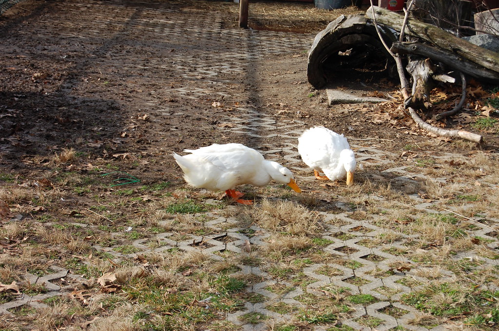 DSC_0184 Daggett Farm, Slater Park, Pawtucket, RI, Decembe… Flickr