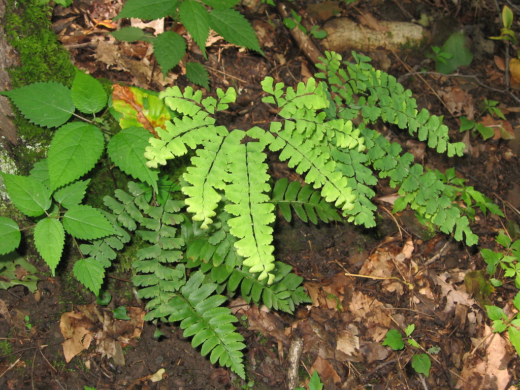 Jenny Wiley Day 2 053 maidenhair ferns are so delicate and… Flickr