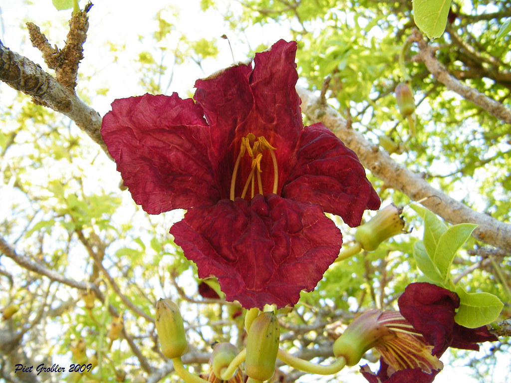 Sausage Tree The impressive flower of the Sausage Tree! Th… Flickr