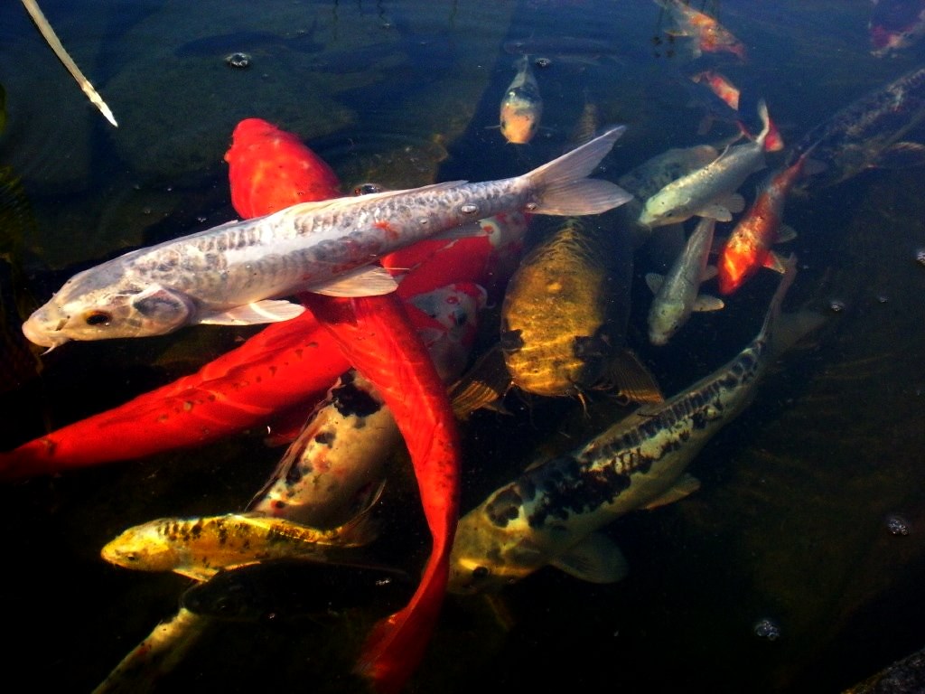 koi pond roxy.toxic Flickr