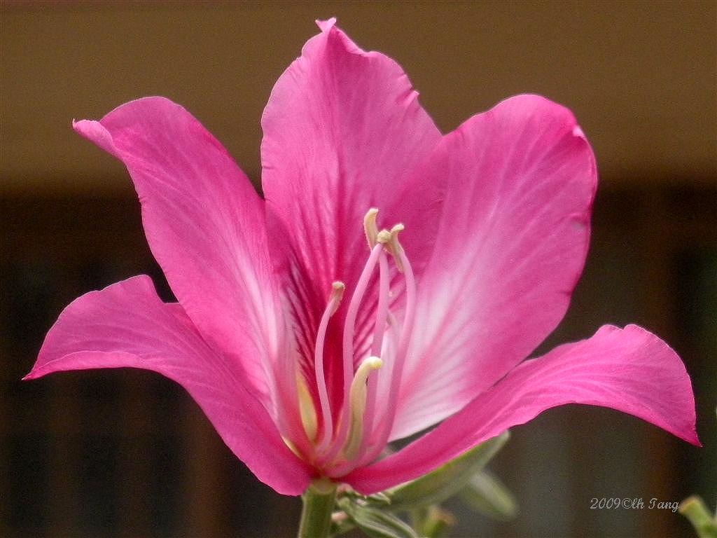 National Flower of Hong Kong Bauhinia L H Tang Flickr