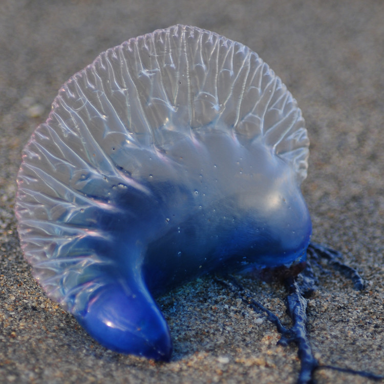 jellyfish Flickr