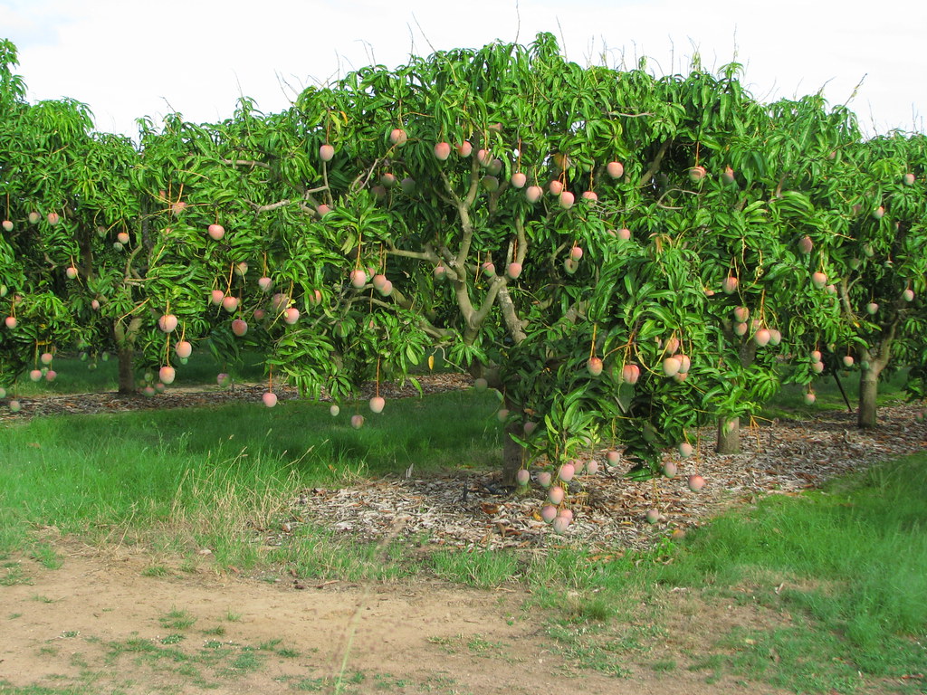 Mango orchard Judging from the size and rounded shape of t… Flickr