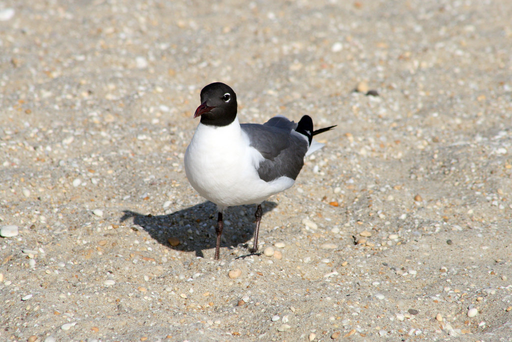 Laughing Gull Spermaceti Cove, Sandy Hook, NJ Dan Schenker Flickr