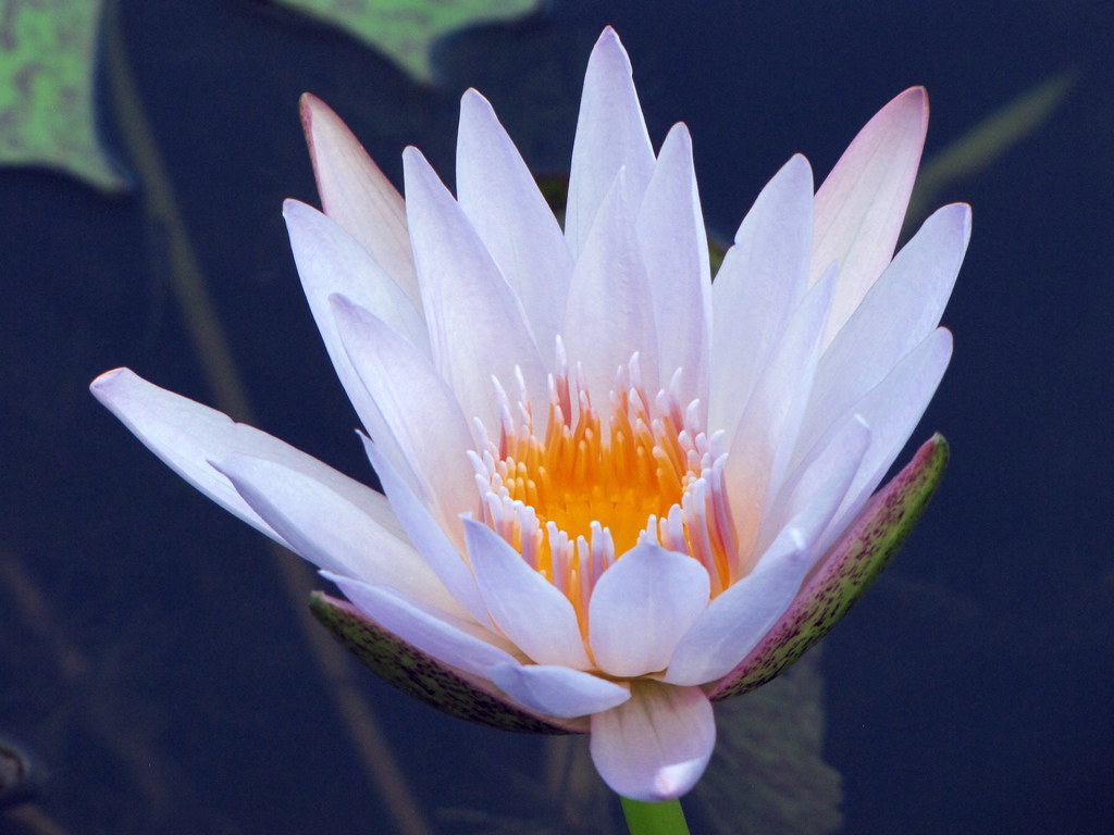 white lotus jasleen_kaur Flickr