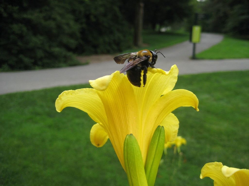 Daylily "Statuesque" with a Bee Hemerocallis Hemerocallida… Flickr