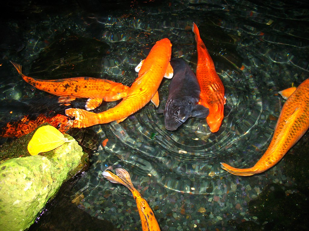 Waikiki Koi fish flea55 Flickr