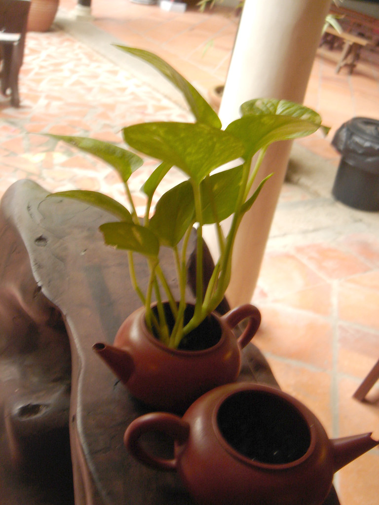 Growing Teapot Plant growing in teapot. yowchuan Flickr