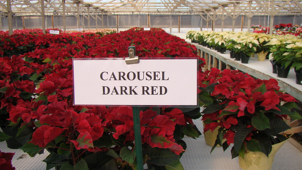 DSC07614 Duarte Nursery Poinsettias (carousel dark red) Andre Flickr