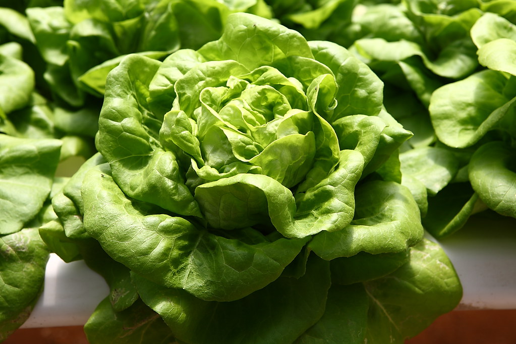 Butterhead lettuce Eric BC Lim Flickr