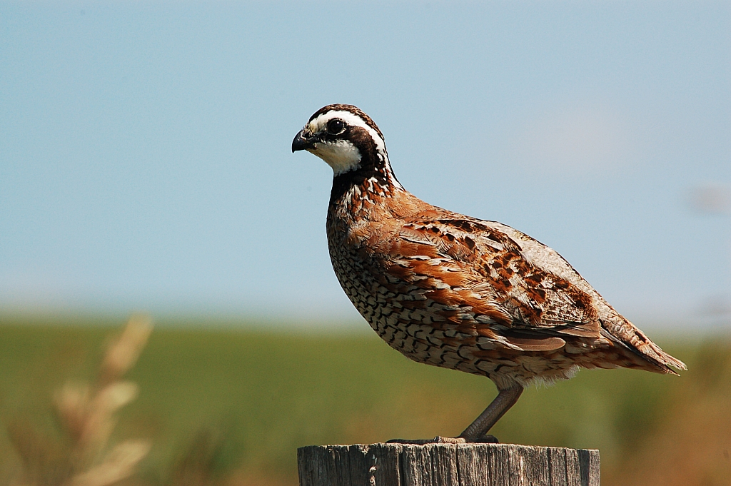 Bobwhite Quail, Boone County Nebraska This quail was posin… Flickr