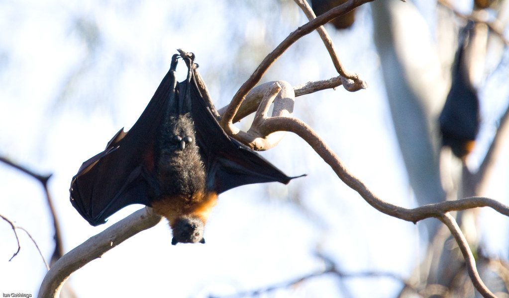 Fruit Bat Yarra Bend Park, Melbourne Ian Gethings Flickr