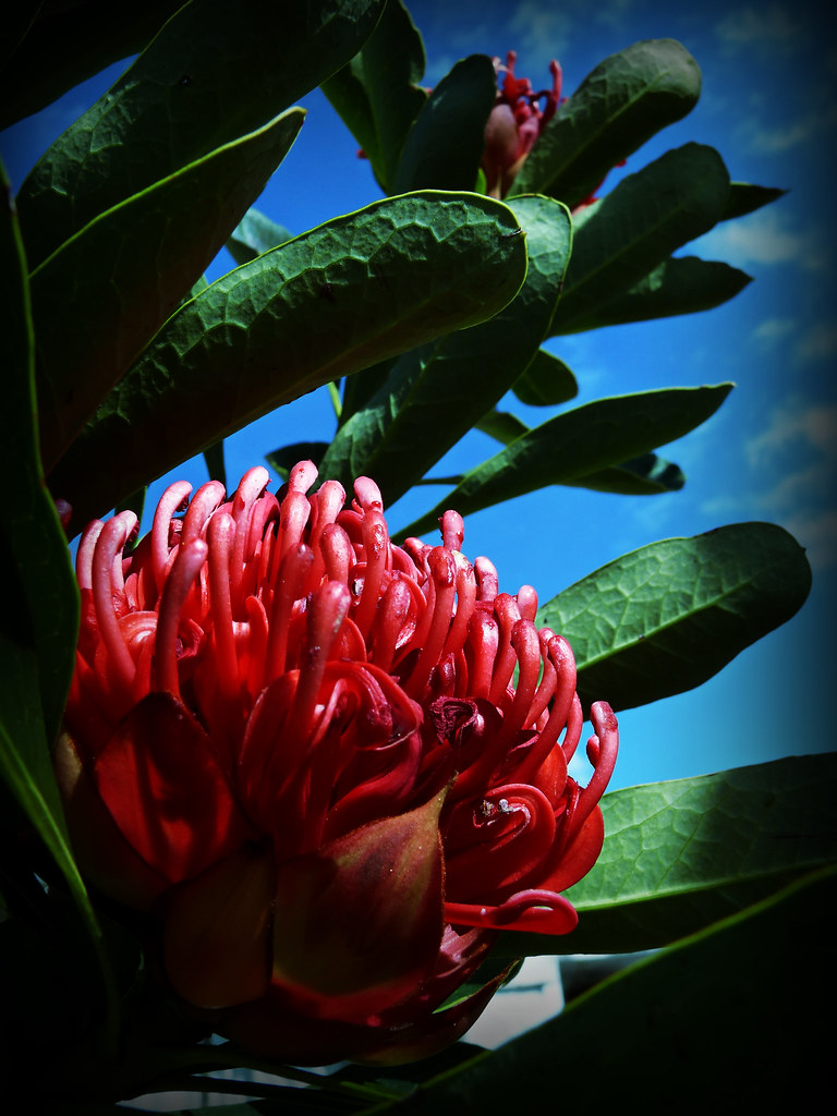 220809 Waratah The floral emblem of our state of New South… Flickr