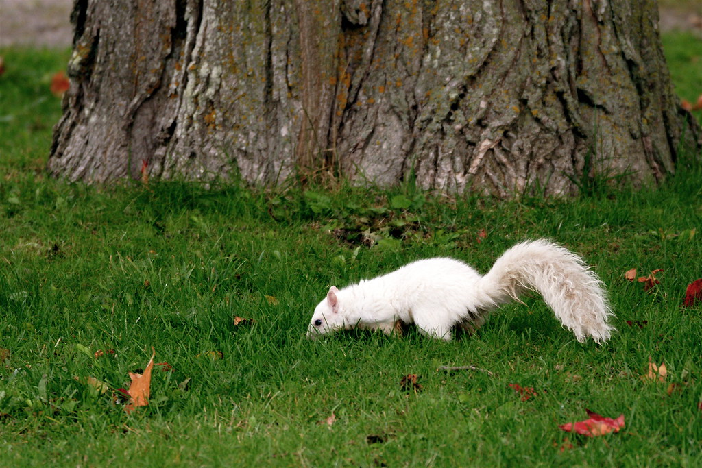 White Squirrels of Exeter As seen in this story on blogTO.… Flickr