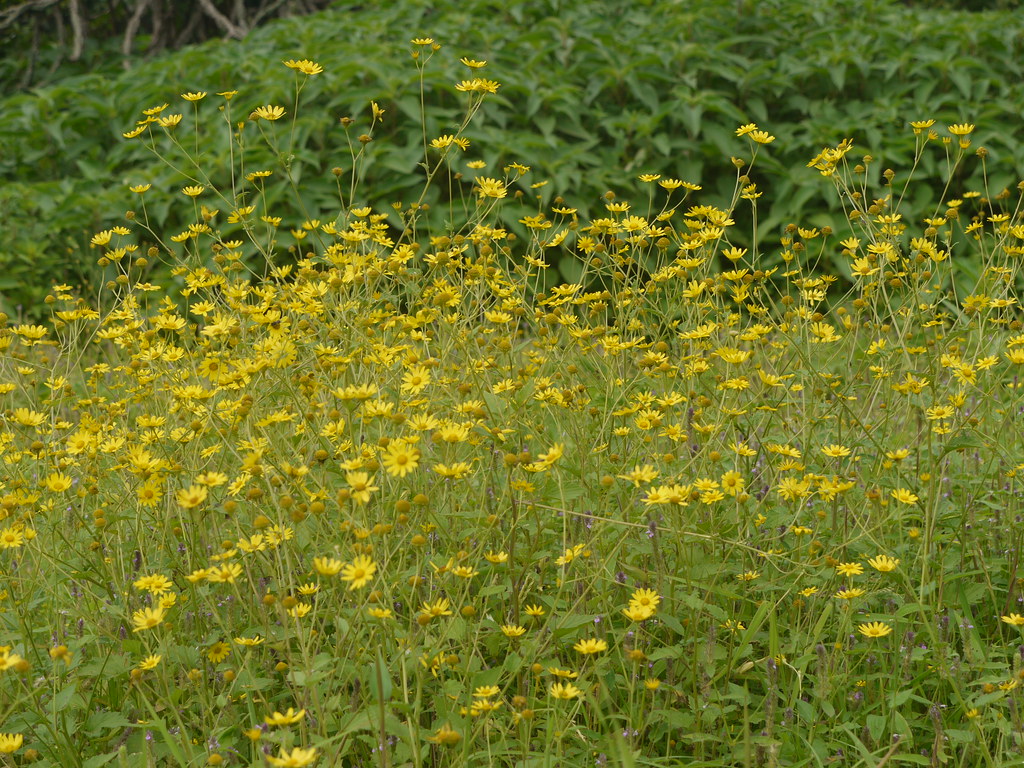 Sonki (Marathi सोनकी) Asteraceae (aster, daisy, or sunflo… Flickr