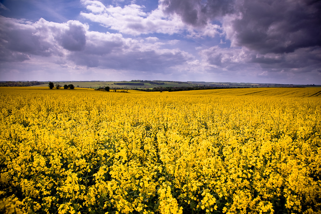 yellow flowers fields in english country Think my flickr s… Flickr