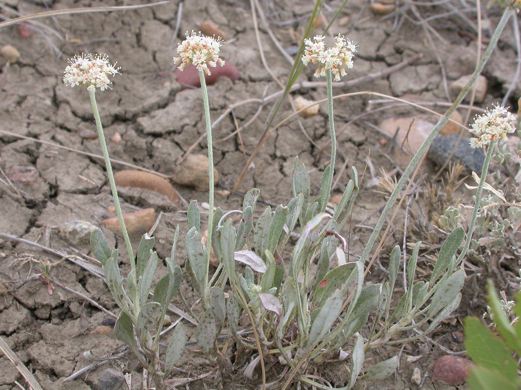 Eriogonum pauciflorum Although mostly confined to the nort… Flickr