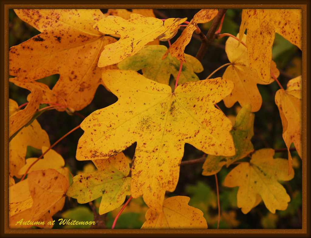 White Poplar,... 091p White Poplar, A deciduous tree, the … Flickr