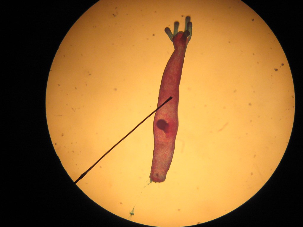 Preparation of different types of mount Overall Science