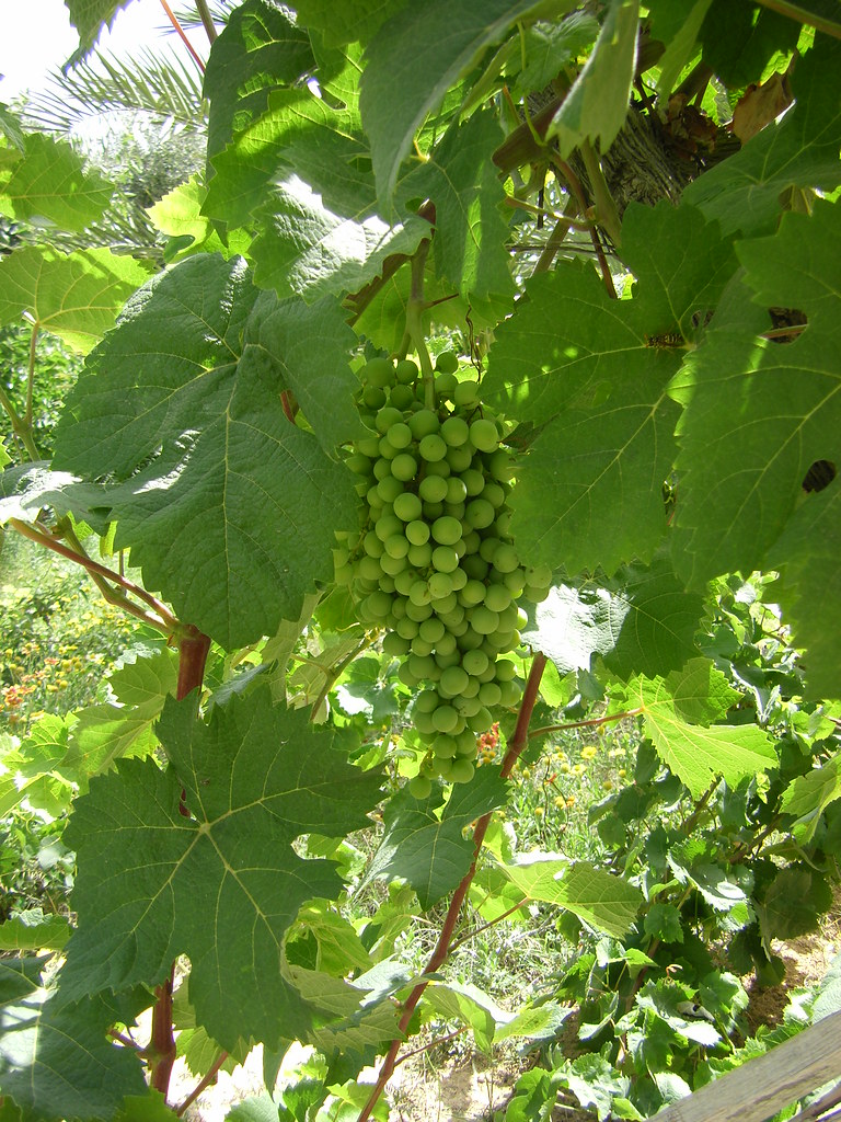 Local produce Grapes growing in the garden of Janzur Museu… Flickr