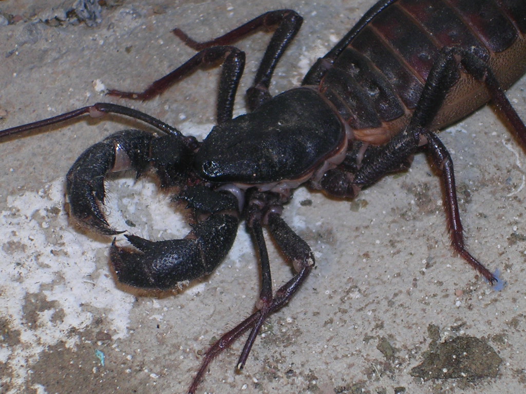 vinegarroon Derek Markham Flickr