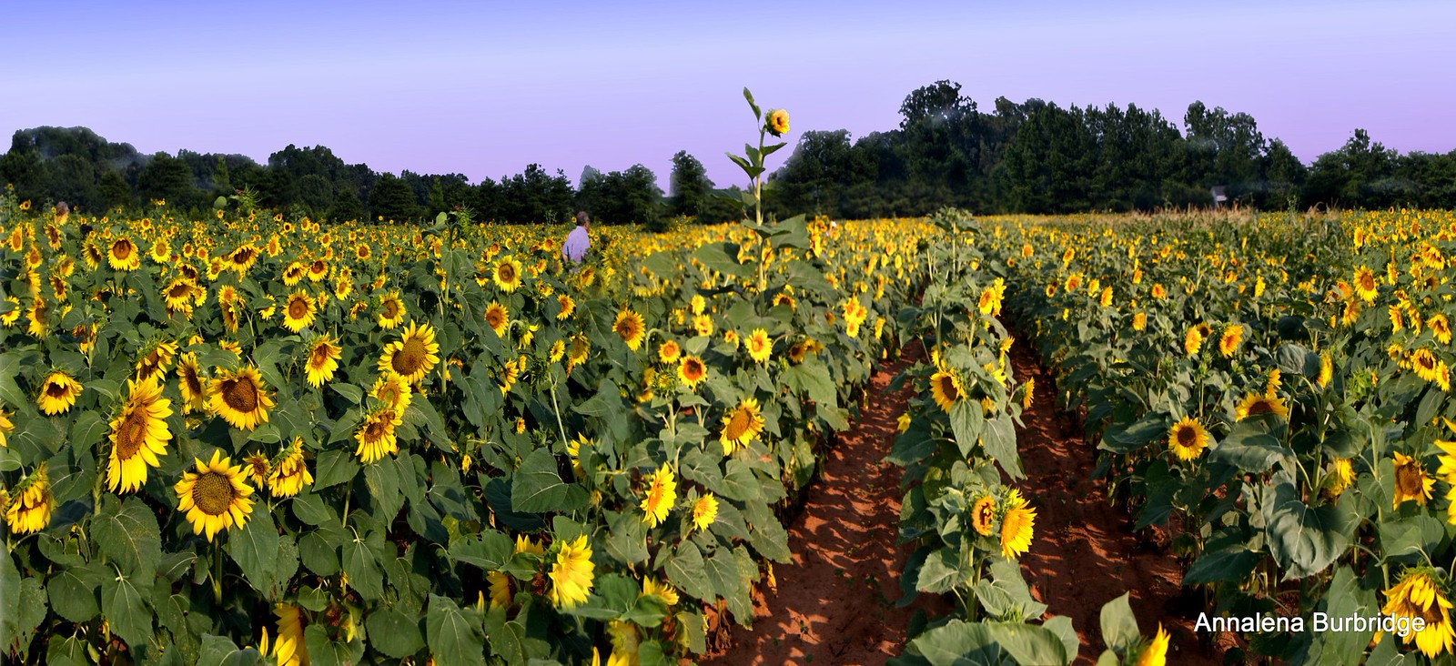Rutledge Sunflower Farm Flickr