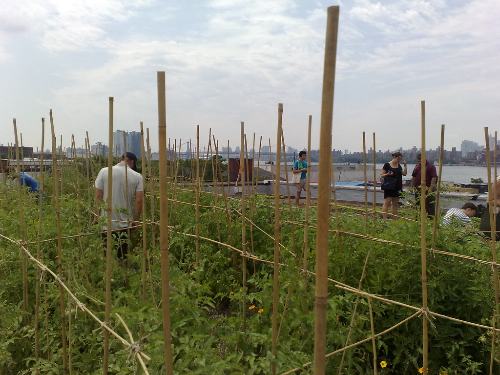 Greenpoint roof garden the garden's on Green St. Open Sat… Flickr