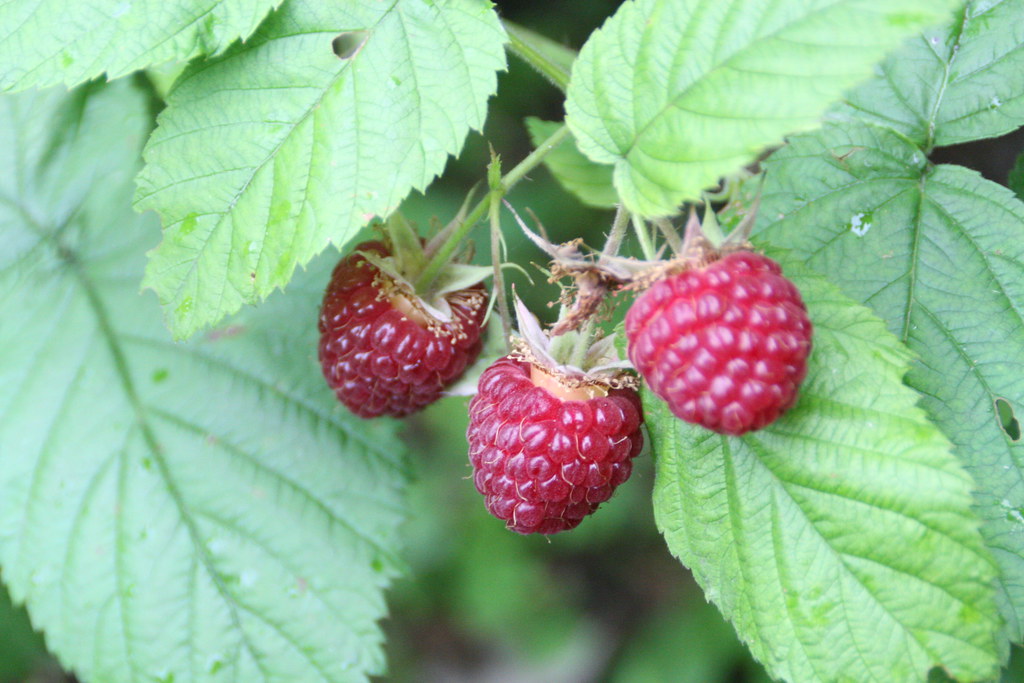 Raspberries These have been reliable,hardy prairie fruit s… Flickr