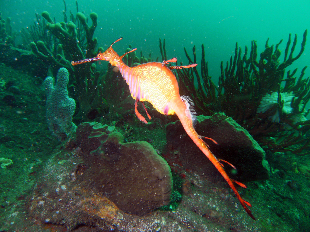 Sea dragon Digital camera Sealife DC600 Tomas Mitchell Flickr