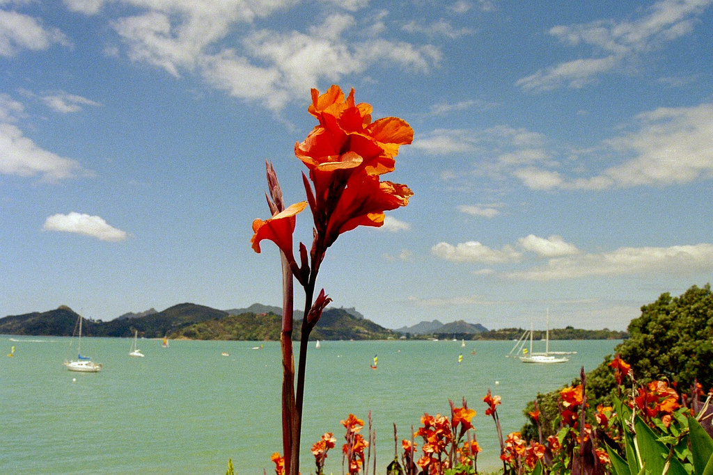 flowers FlintFoto Flickr