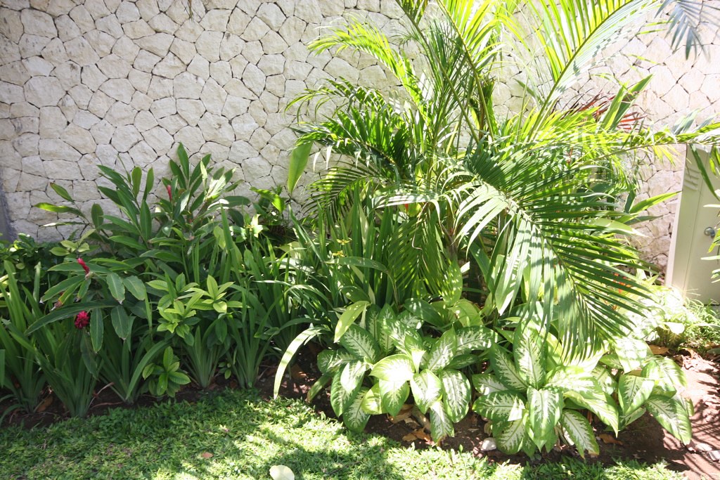 Tropical Garden Plant Bed Idea TheOlsonFive! Olson Flickr