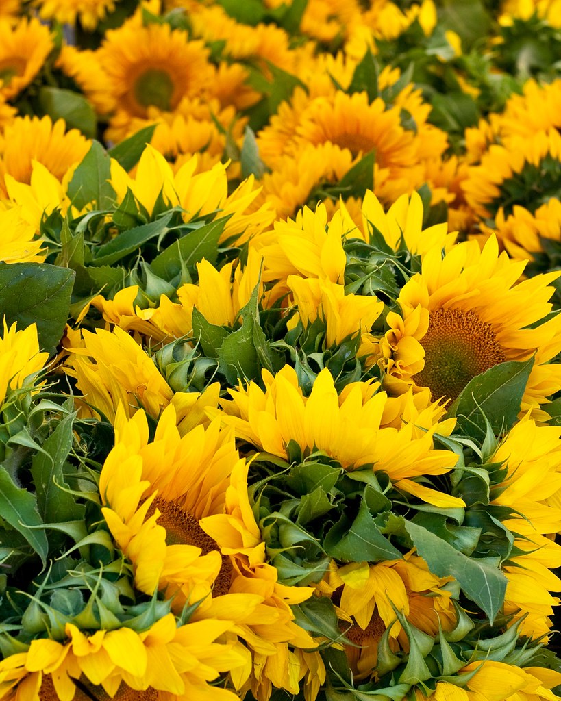 Sunflowers 3119 These were for sale at the farmers' market… Flickr