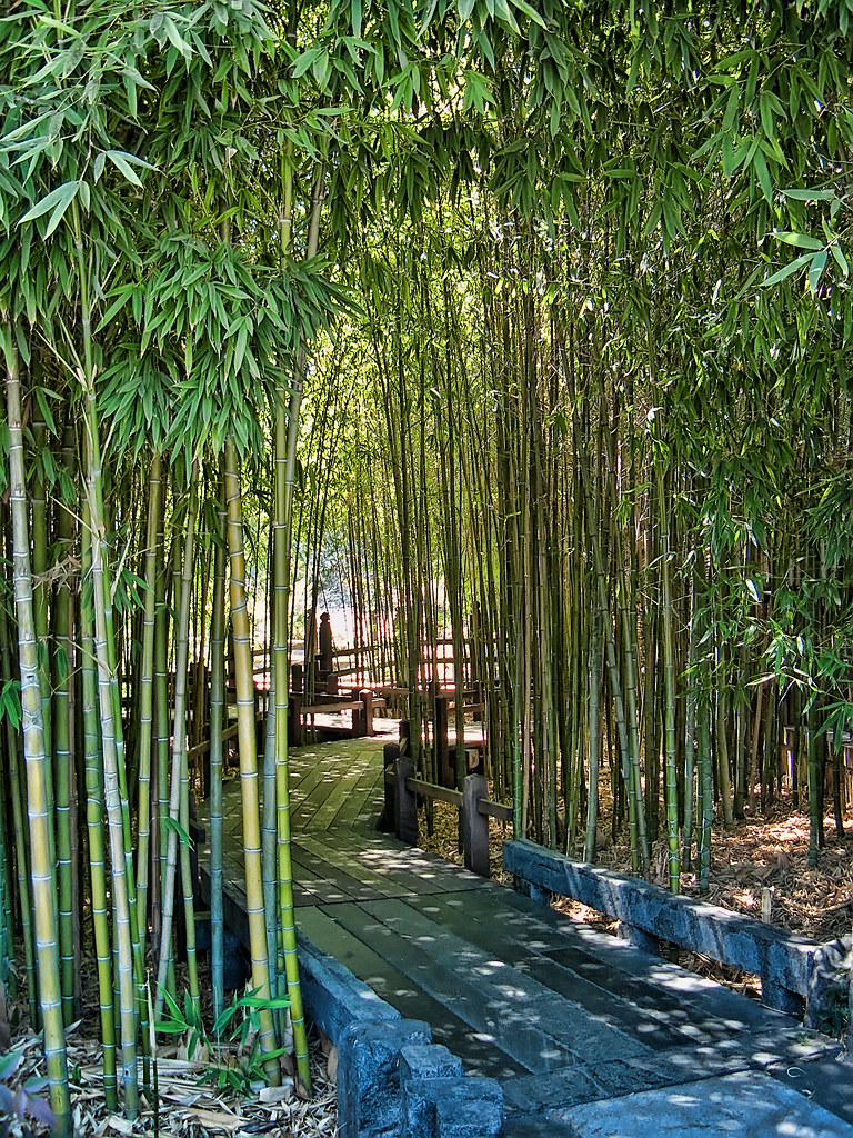 Walkway through bamboo grove at Huntington Gardens in Pasa… Flickr