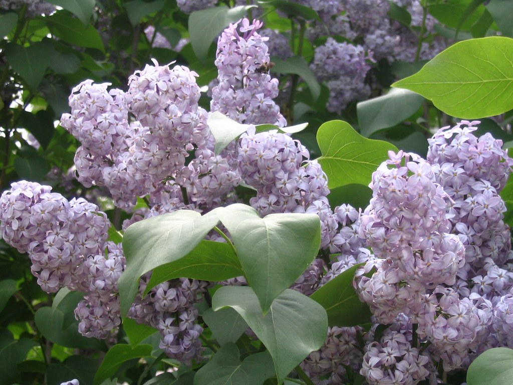 Spring Lilacs Lilac bush outside my house in Michigan Gabriele