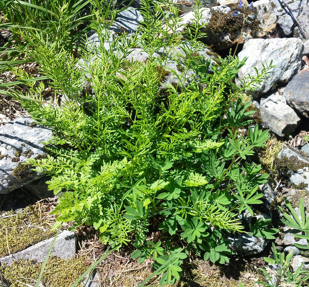 Parsley Fern Cryptogramma crispa (Parsley Fern) near Big F… Flickr