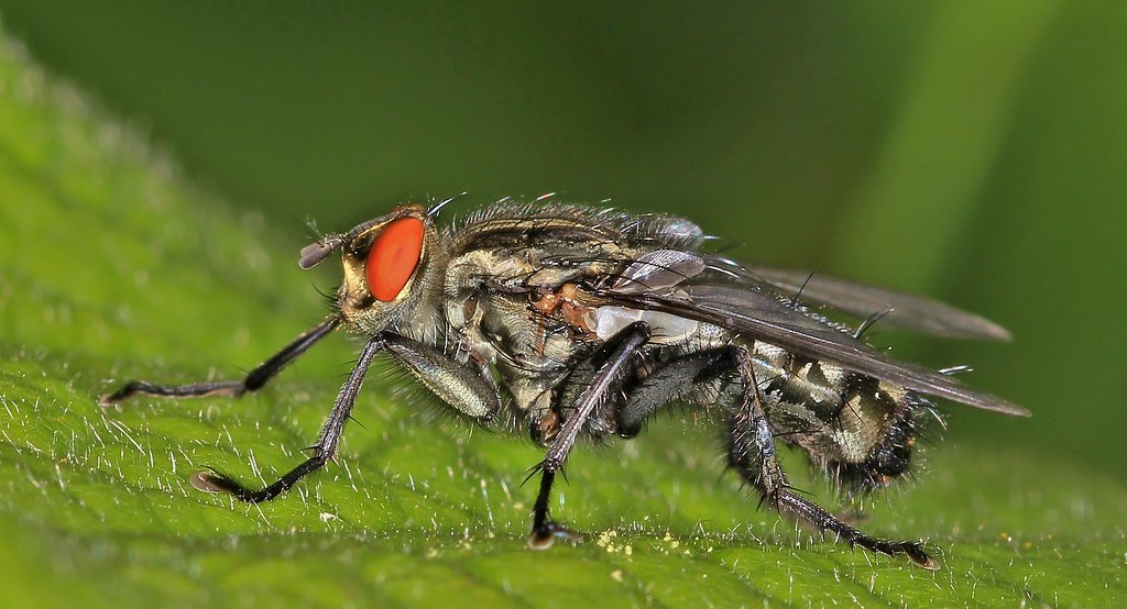 Fleshfly (Sarcophaga carnaria) These Fleshflies are attr… Flickr
