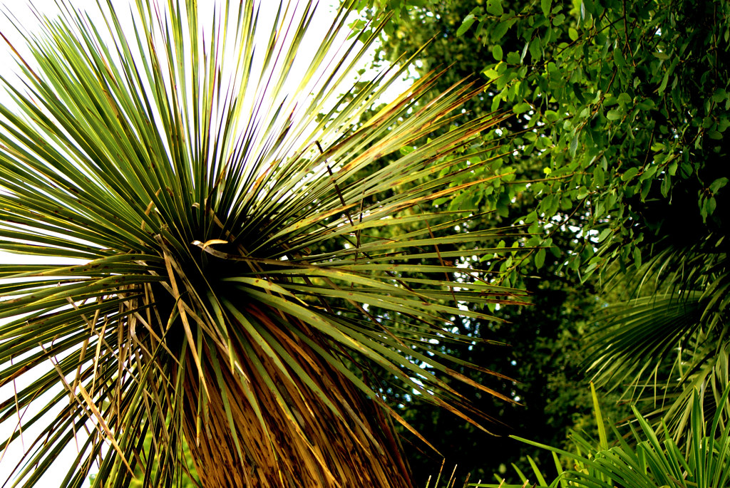 Spikey Palm Tree, Green Foliage Matt Dempsey Flickr