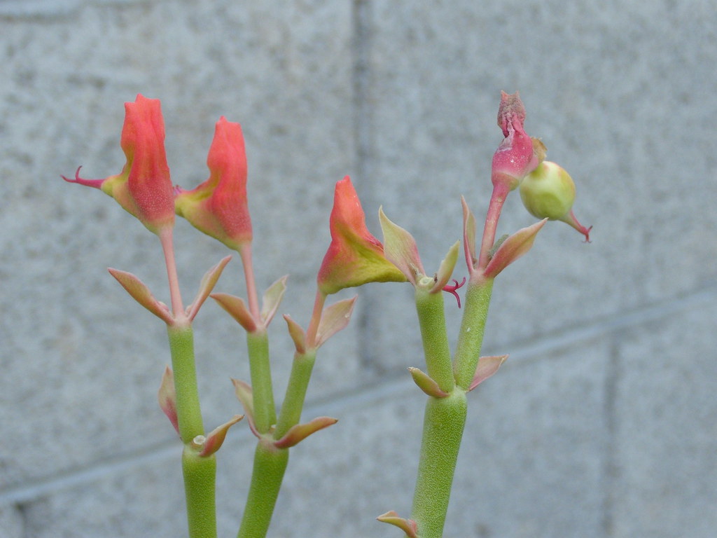 stick plant flowers Phoenix, Arizona View On Black missbeanie Flickr