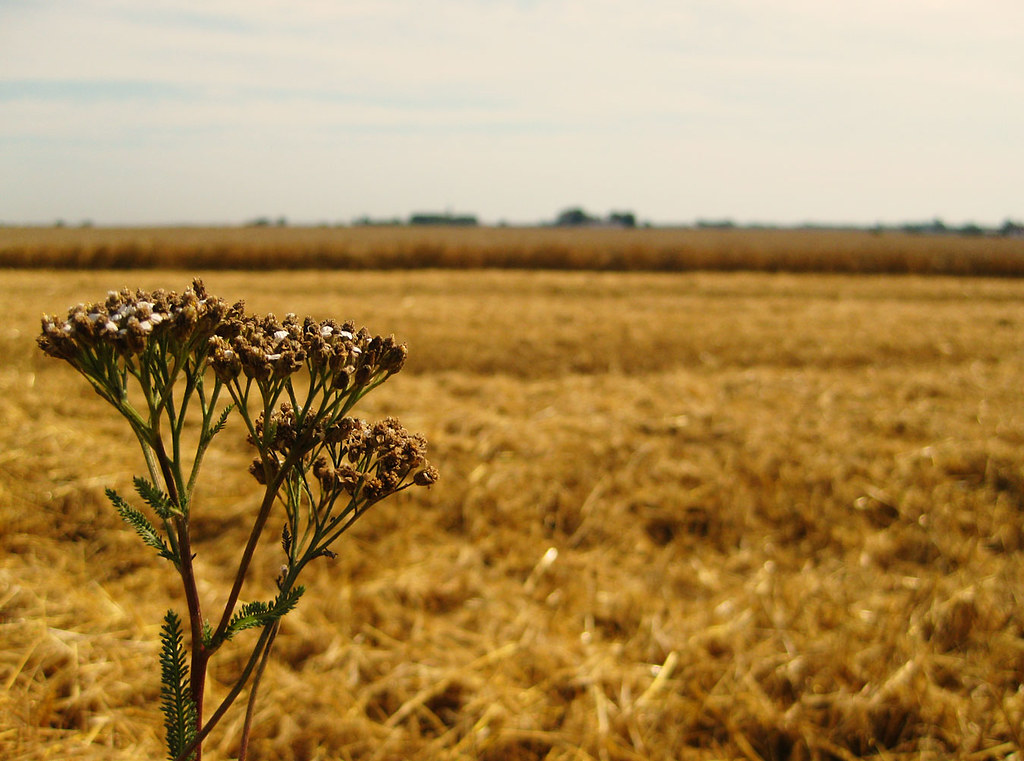 August Fields Peter X. Eriksson Flickr