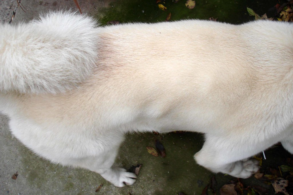 lump on rib cage Rae Cooper Flickr