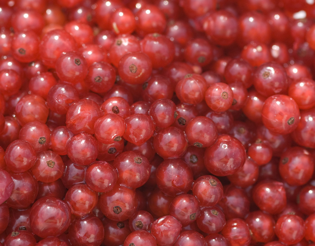 Fresh Red Currants Making fresh red currant cordial Laurence