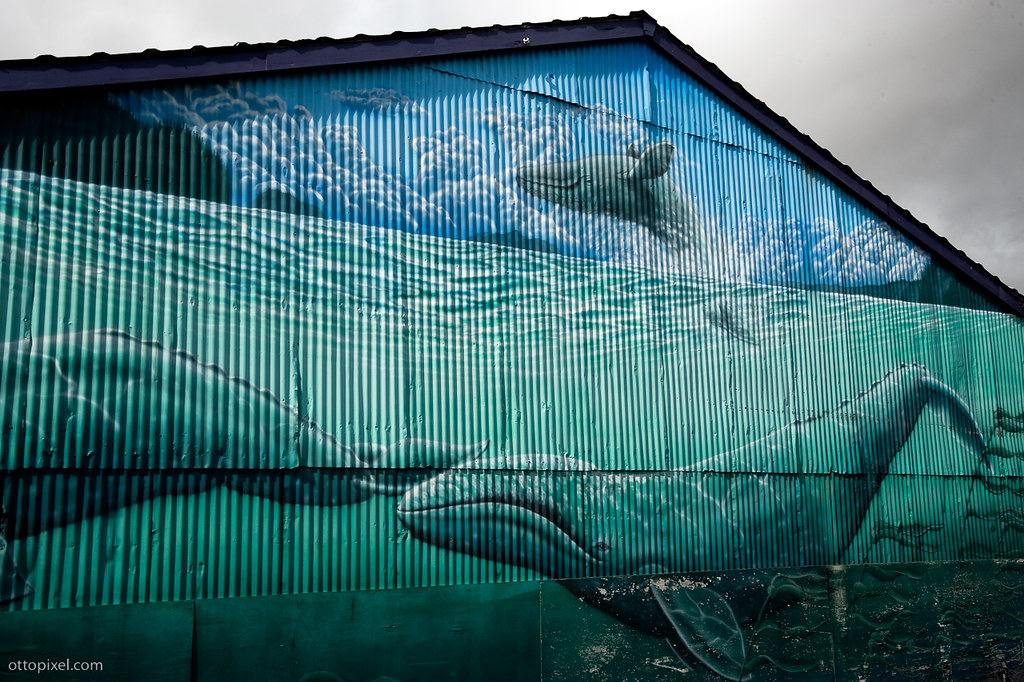 Whale Mural Humped Back whales swim in a mural on the side… Flickr